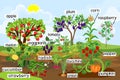 Landscape with vegetable garden. Different vegetable and fruit agricultural plants with ripe harvest and titles Royalty Free Stock Photo